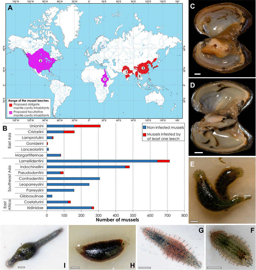 Occurrence and Ecology of Leeches in Germany-Living