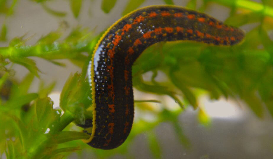 Buy Medical Leeches