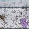 Lodeksa Medical Leeches