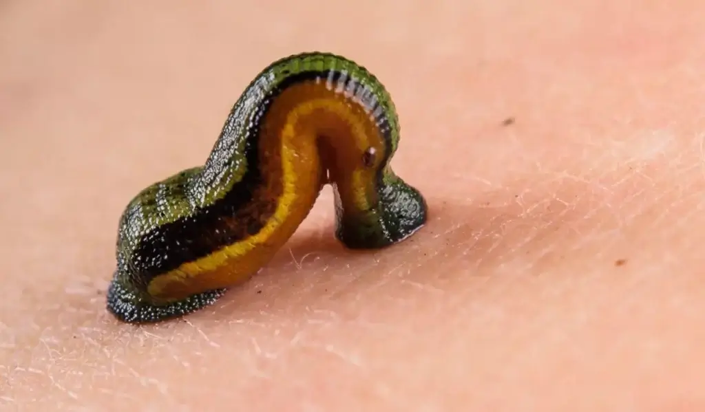 Lodeksa Medical Leeches