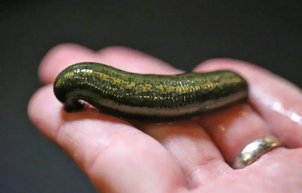 Lodeksa Medical Leeches