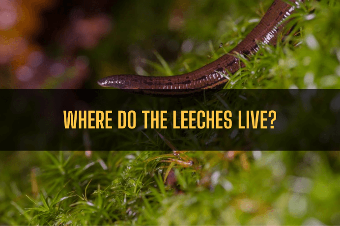 Where do the Leeches live Modern research