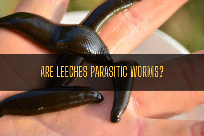 Are Leeches Parasitic Worms