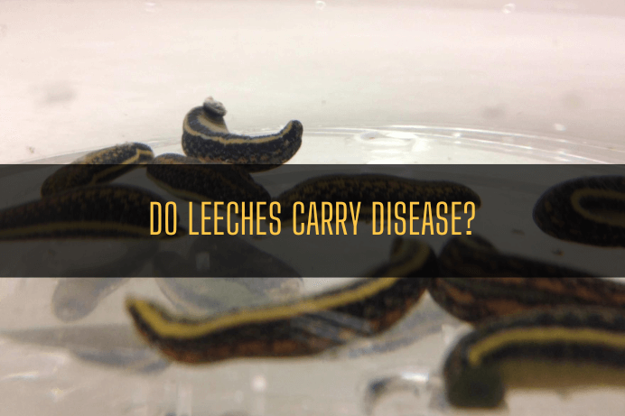 Do Leeches carry disease