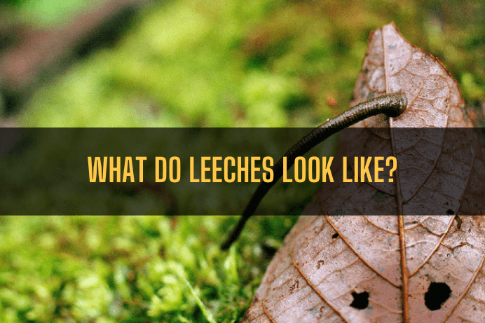 What do leeches look like